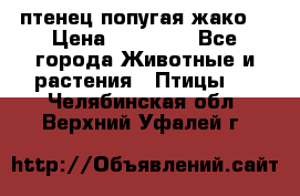 птенец попугая жако  › Цена ­ 60 000 - Все города Животные и растения » Птицы   . Челябинская обл.,Верхний Уфалей г.